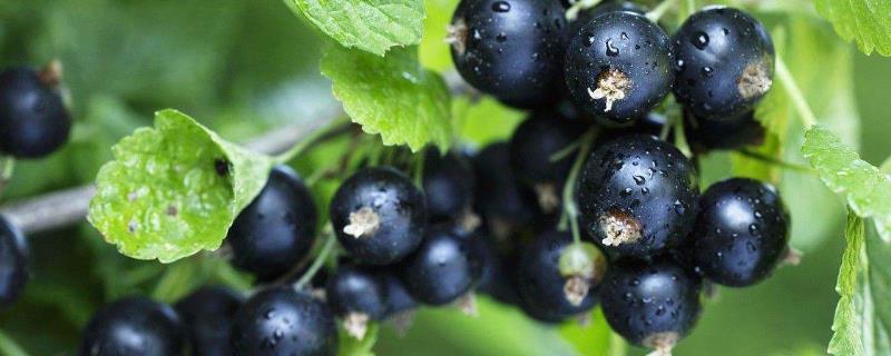 黑加仑和蓝莓有什么区别，黑加仑的颜色接近黑色、蓝莓通常呈蓝色