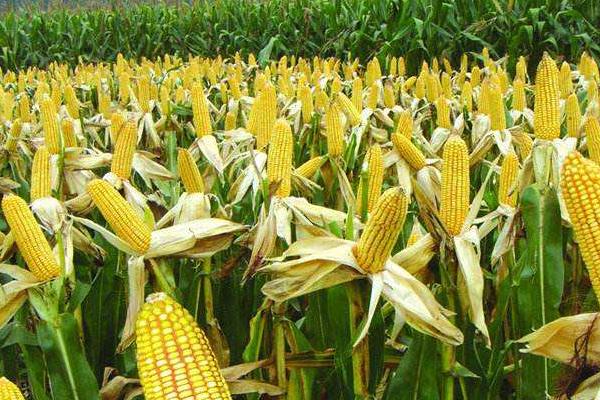 东禹108玉米品种的特性，4月下旬至5月上旬播种