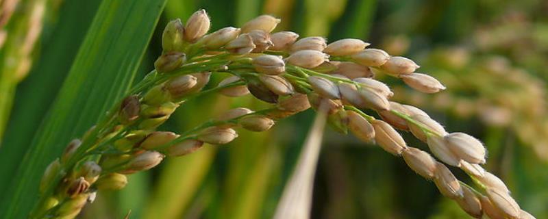 富禾稻1305水稻种子特点，粳型常规水稻品种