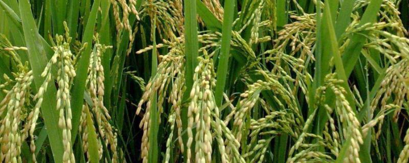 辽粳香2号水稻种子特点，粳型常规水稻品种