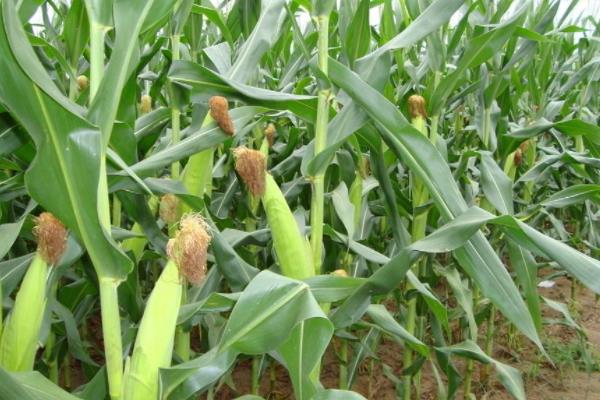 D226玉米品种的特性，中等肥力以上地块栽培