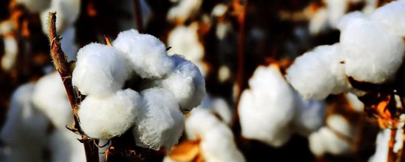 九圣禾M138棉花种子简介，播种时亩施底肥50千克复合肥