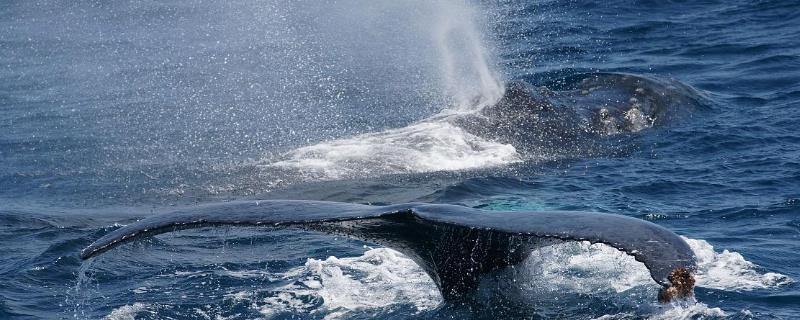 鲸鱼为什么要喷水，主要是为了换气