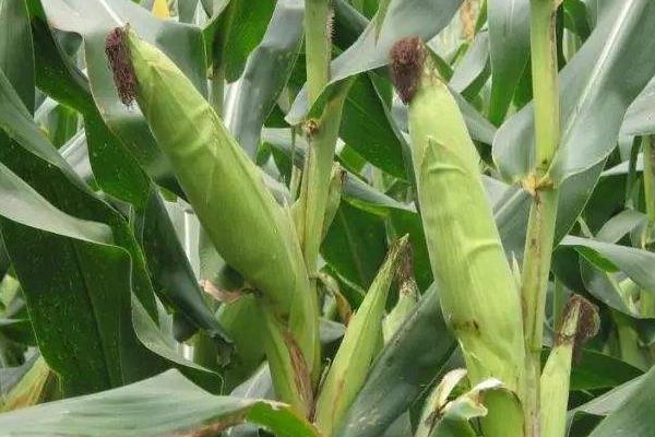 凤田16玉米种子特征特性，中抗穗腐病