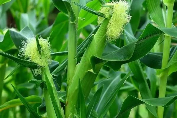 龙雨77玉米种子特征特性，出苗至成熟122天