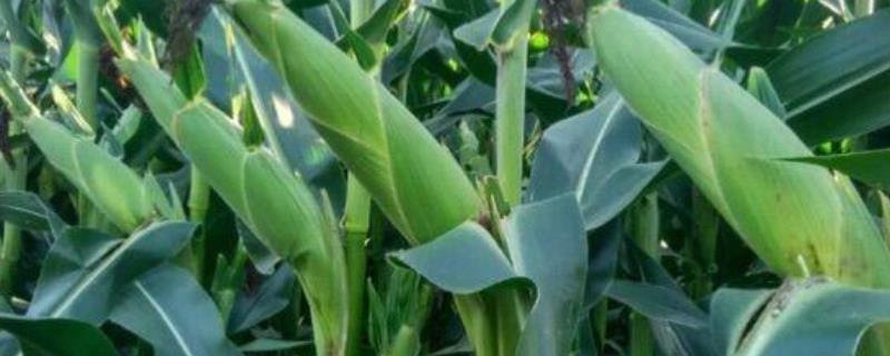 润民309玉米品种的特性，中等肥力以上地块栽培