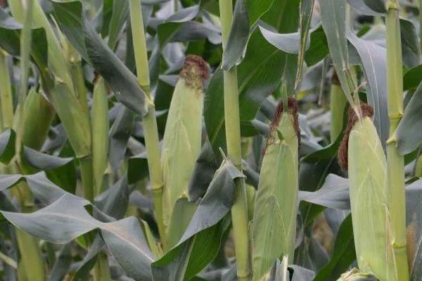 润民309玉米品种的特性，中等肥力以上地块栽培