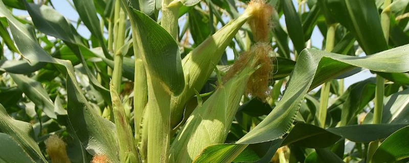 CZ9945玉米种子特征特性，4月下旬至5月上旬播种