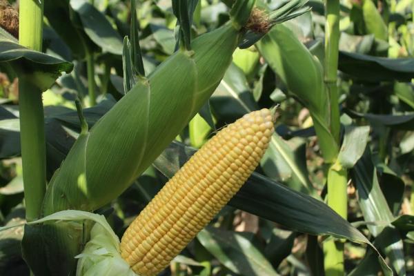 九鑫495玉米种子特点，4月下旬至5月上旬播种