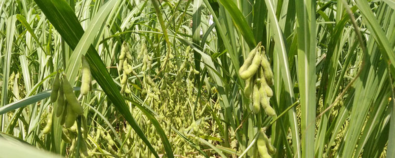 京通608大豆种子特征特性，8月中旬及时防治大豆食心虫