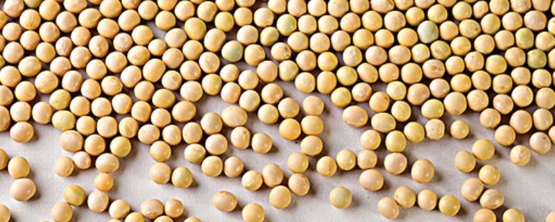 吉育668大豆品种的特性，出苗至成熟平均118天