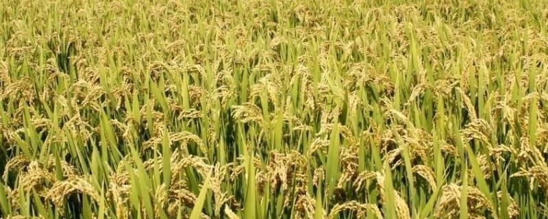 吉洋132水稻种子简介，4月中旬播种
