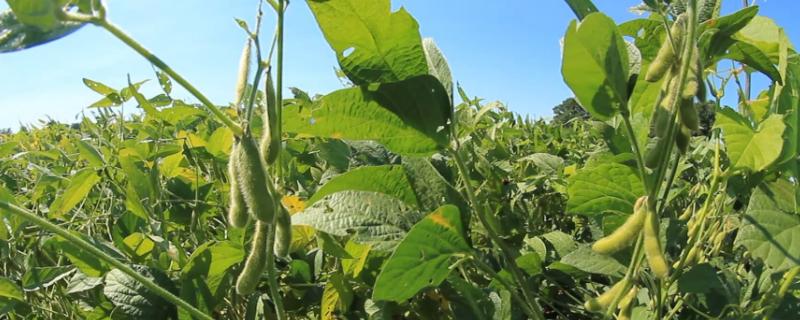吉育667大豆种子简介，一般4月下旬至5月上旬播种