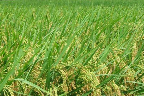 通华205水稻种子简介，4月上中旬播种