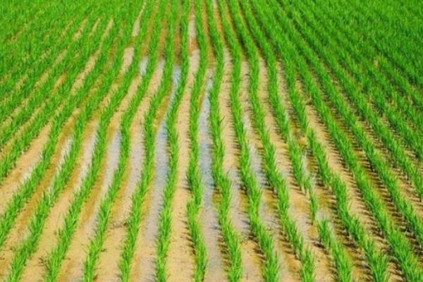 通育8802水稻种子介绍，每亩有效穗数23.3万穗