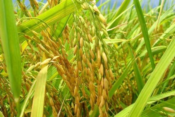 通育8802水稻种子介绍，每亩有效穗数23.3万穗