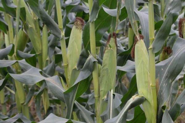 龙信828玉米种子介绍，普通玉米品种