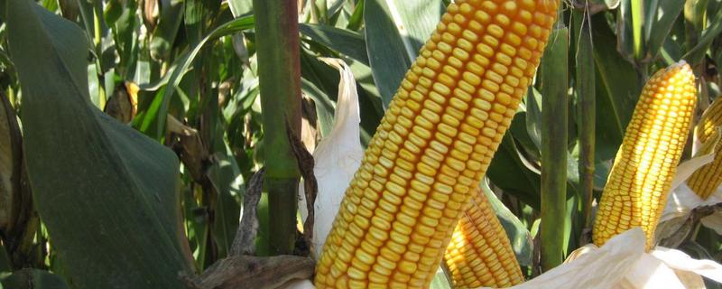 哈粘5号玉米品种的特性，选择中等肥力地块