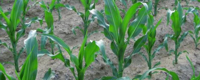 益农玉24号玉米种子特点，普通玉米品种