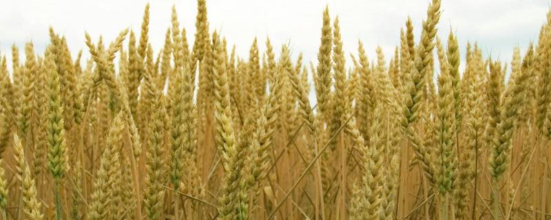 克春150397小麦品种简介，该品种幼苗直立