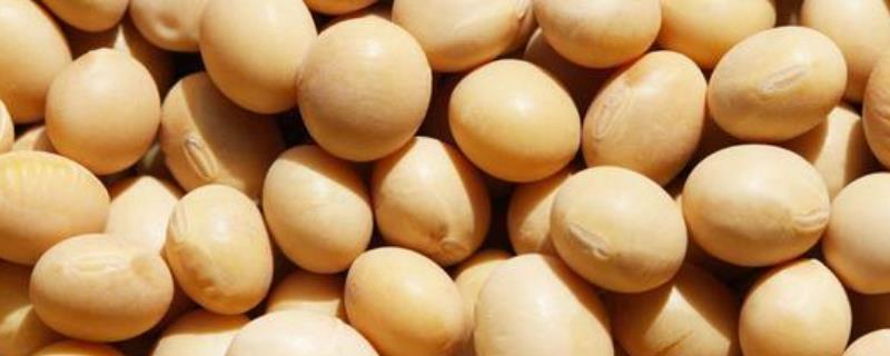 裕农4号大豆品种的特性，特用大豆（耐密栽培品种）