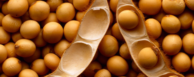 精菽16大豆种子简介，选择中肥力地块种植