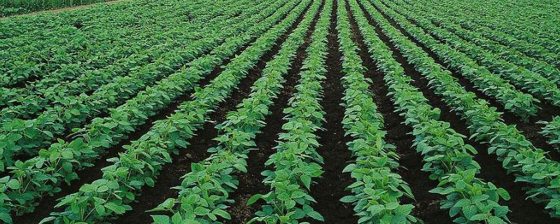 昊疆36号大豆种子简介，选择中等肥力地块种植