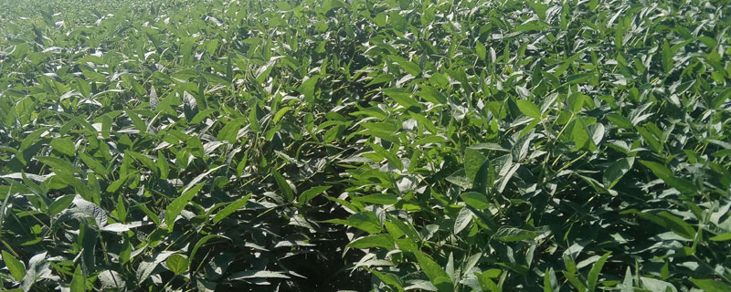 佳豆50大豆种子简介，在适应区5月上旬播种
