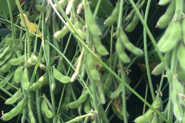 黑农307大豆种简介，该品种亚有限结荚习性