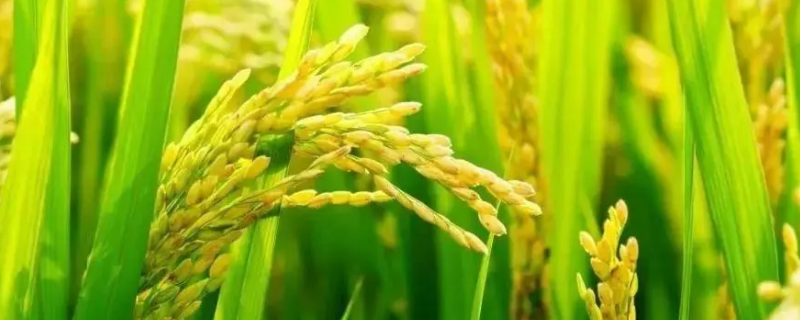 SN106水稻种子特点，该品种主茎12片叶
