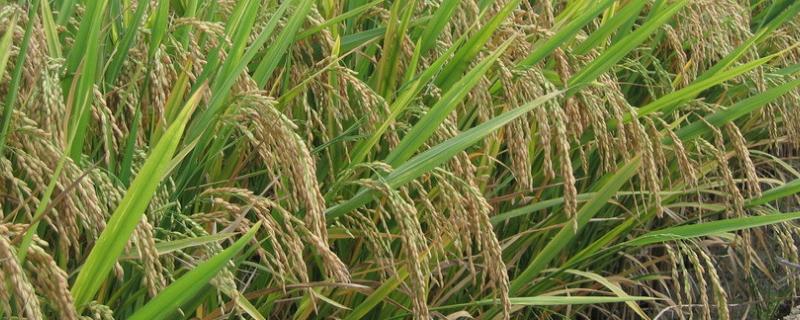 北稻17水稻种子简介，该品种主茎12片叶