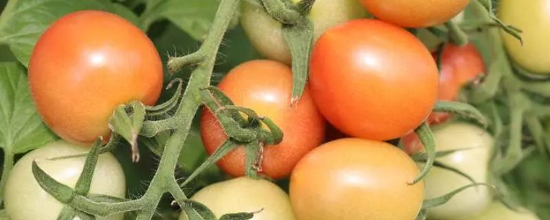 秋冬茬番茄的栽培技术，播种时间通常是在每年中秋节前后