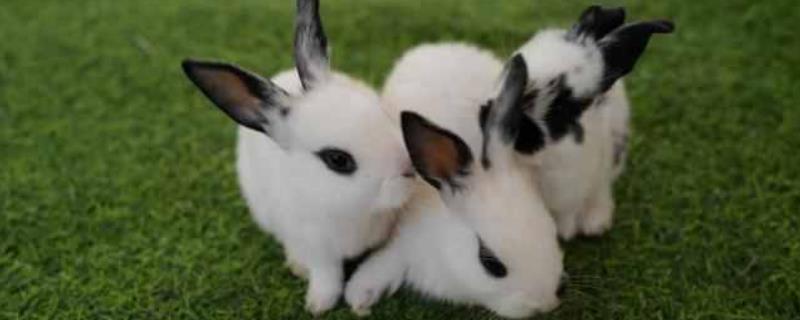 宠物兔养殖的注意事项，要保证居住环境的卫生