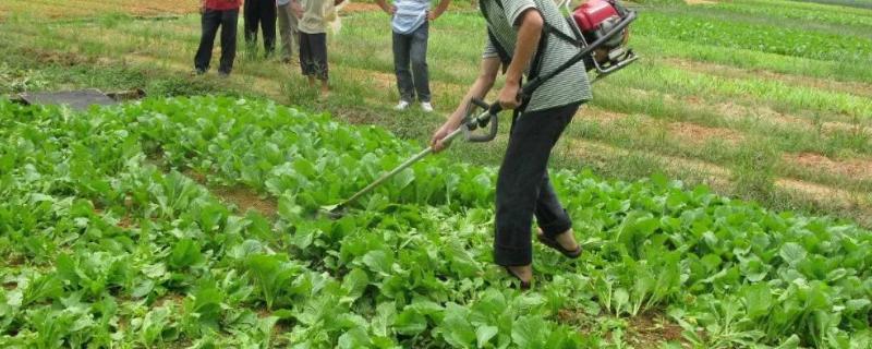 喹硫磷属于限用农药吗，非限用农药、可对蔬菜使用