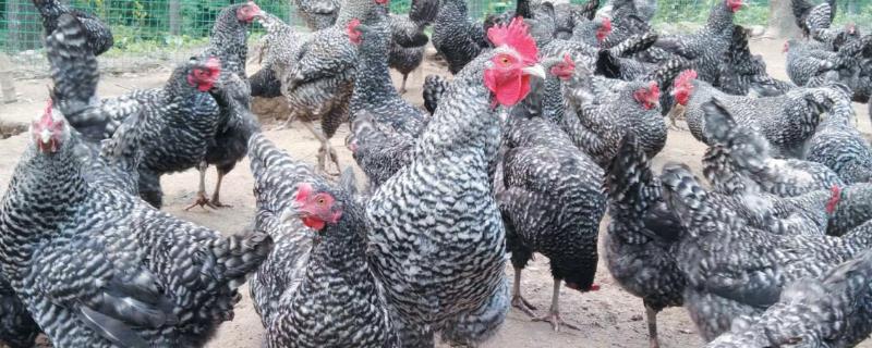 芦花鸡的养殖温度，不同的生长时期的养殖温度不同