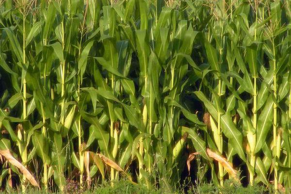 淮玉7967玉米种子特点，适宜密度每亩4200株左右