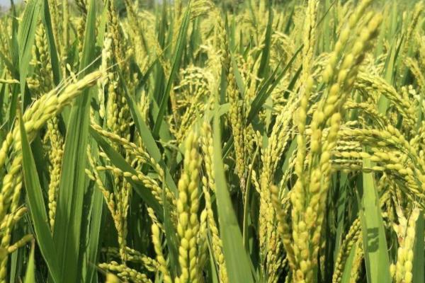 上农粳219水稻种子介绍，每亩有效穗15.9万