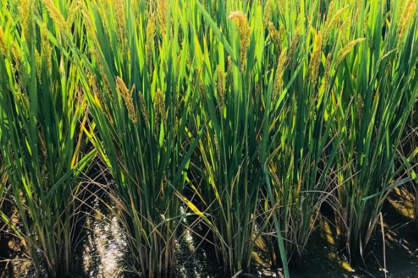 武运粳962水稻品种的特性，每亩栽插1.8万穴