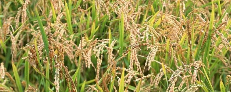 绥粳116水稻种子特征特性，普通粳稻品种
