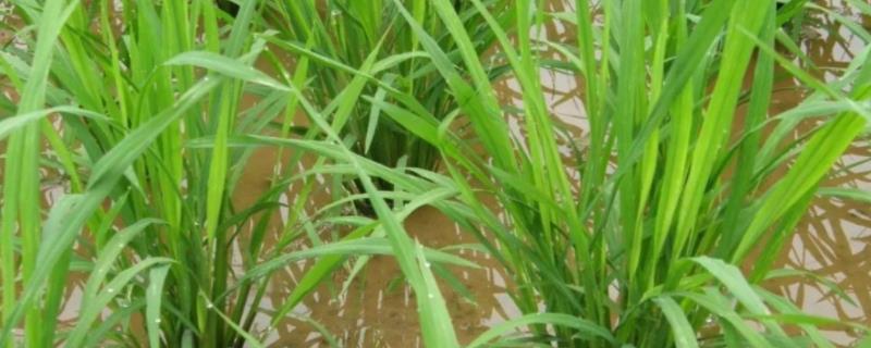 垦稻1918水稻品种的特性，该品种主茎12片叶