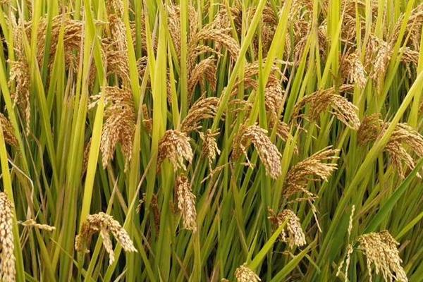 绥生104水稻种简介，该品种主茎11片叶