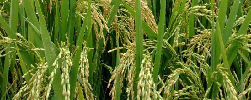 绥粳117水稻品种简介，糯稻品种