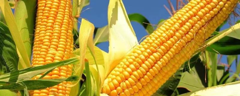 申科雪甜516玉米种子介绍，该品种品质总评分88.1分