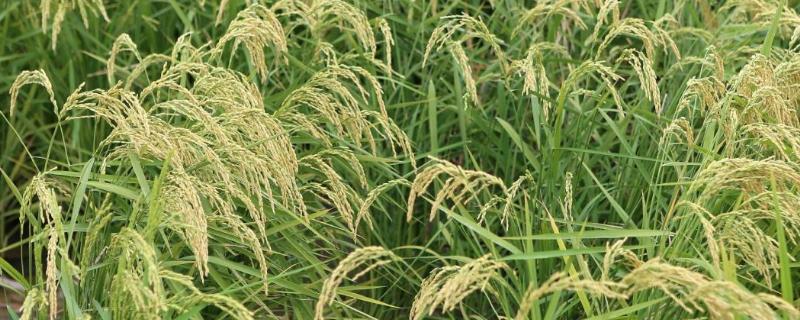 南粳8911水稻品种简介，属半糯粳稻品种