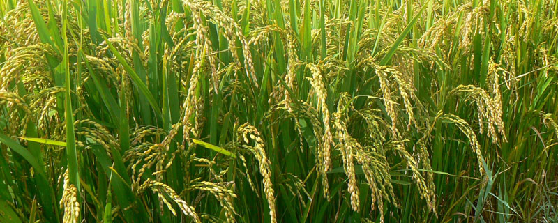 淮稻59水稻种子简介，机插秧5月底至6月初播种