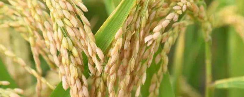淮稻43水稻种子介绍，迟熟中粳稻品种