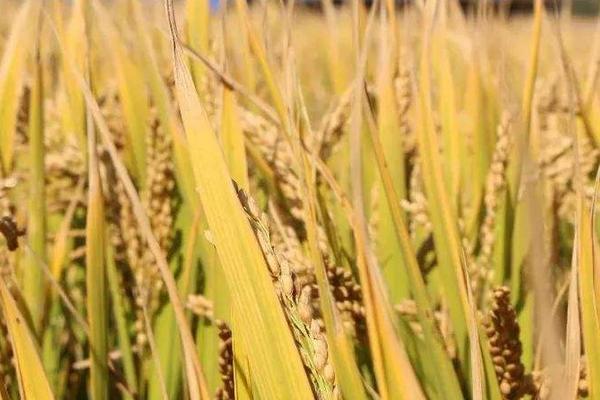 南粳9068水稻种子特征特性，属半糯粳稻品种