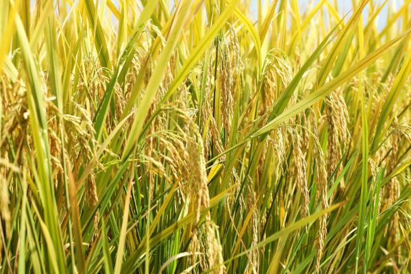 南粳9068水稻种子特征特性，属半糯粳稻品种