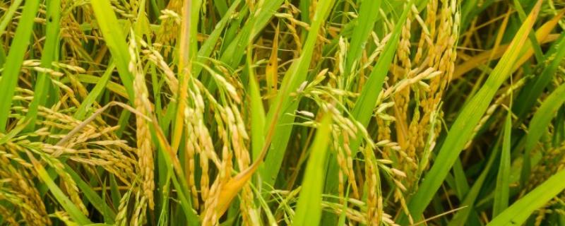 镇稻35号水稻品种简介，旱育秧每亩播量35公斤左右