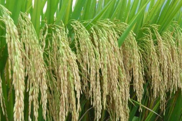 镇稻35号水稻品种简介，旱育秧每亩播量35公斤左右